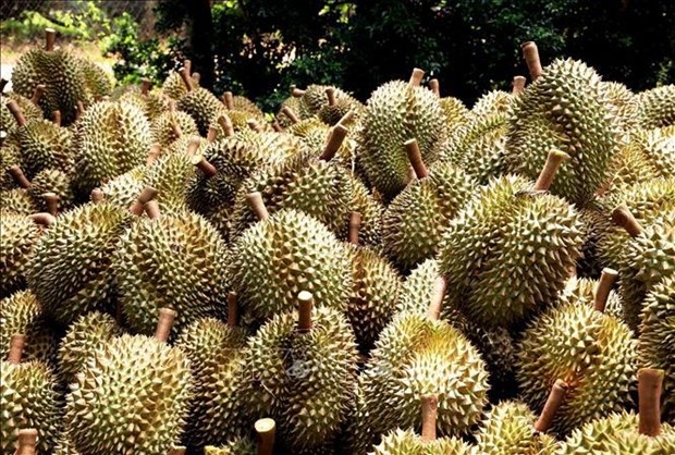 Over 255 tonnes of durian exported via Lao Cai border gates in early 2024